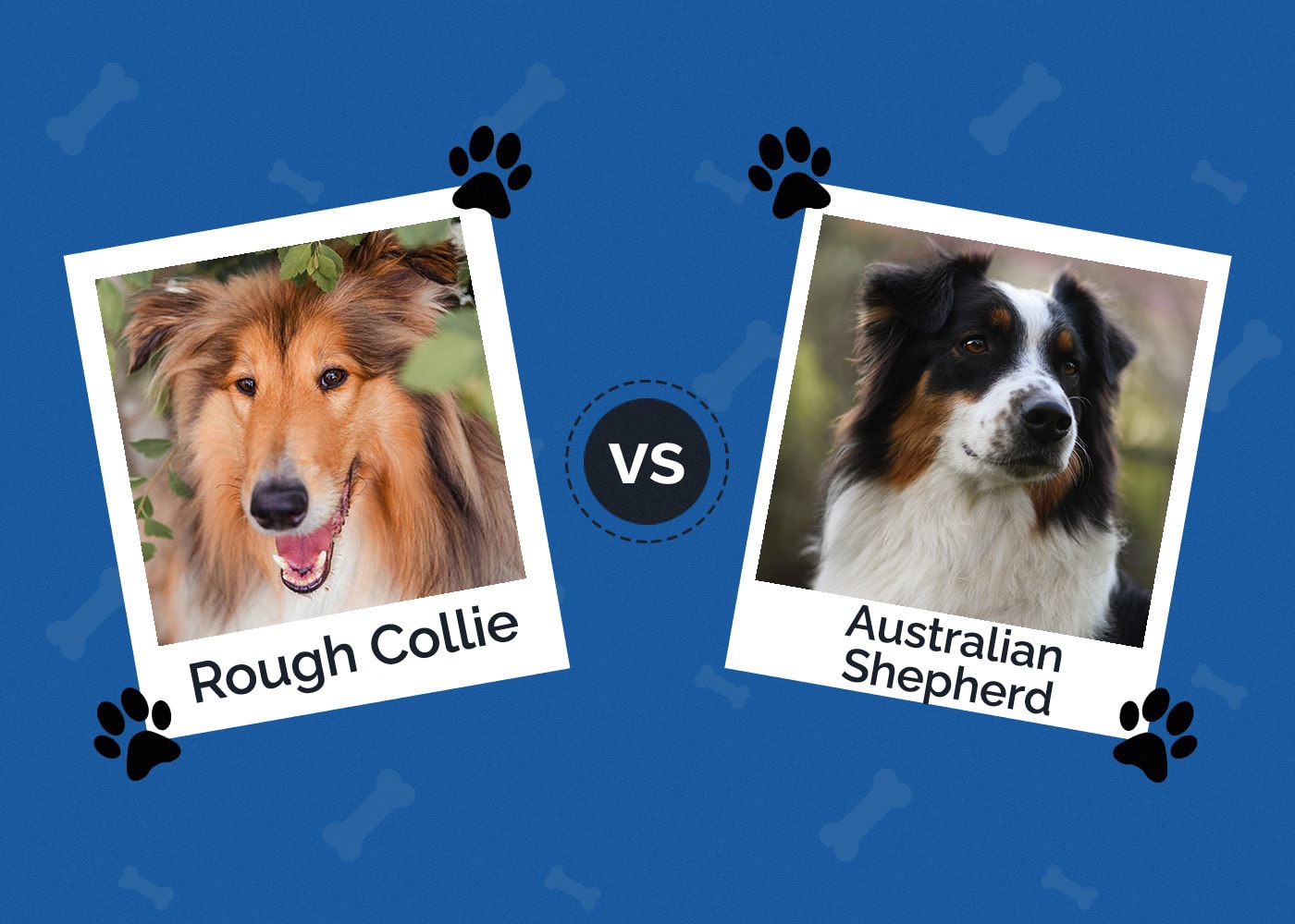 Rough Collie vs Australian Shepherd How are They Different? (With