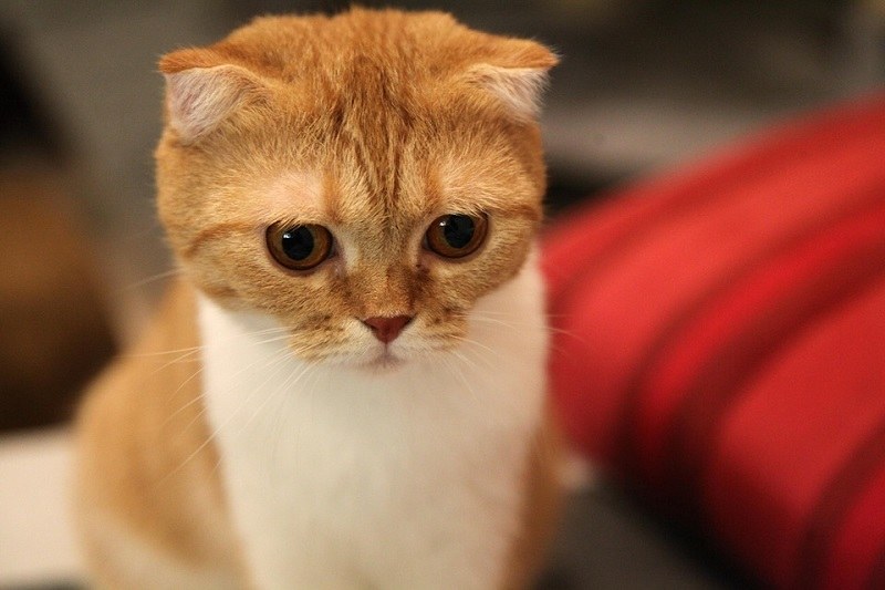 Mèo con Scottish Fold