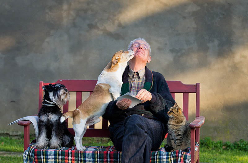 Người đàn ông cao cấp với chó và mèo trong lòng trên băng ghế