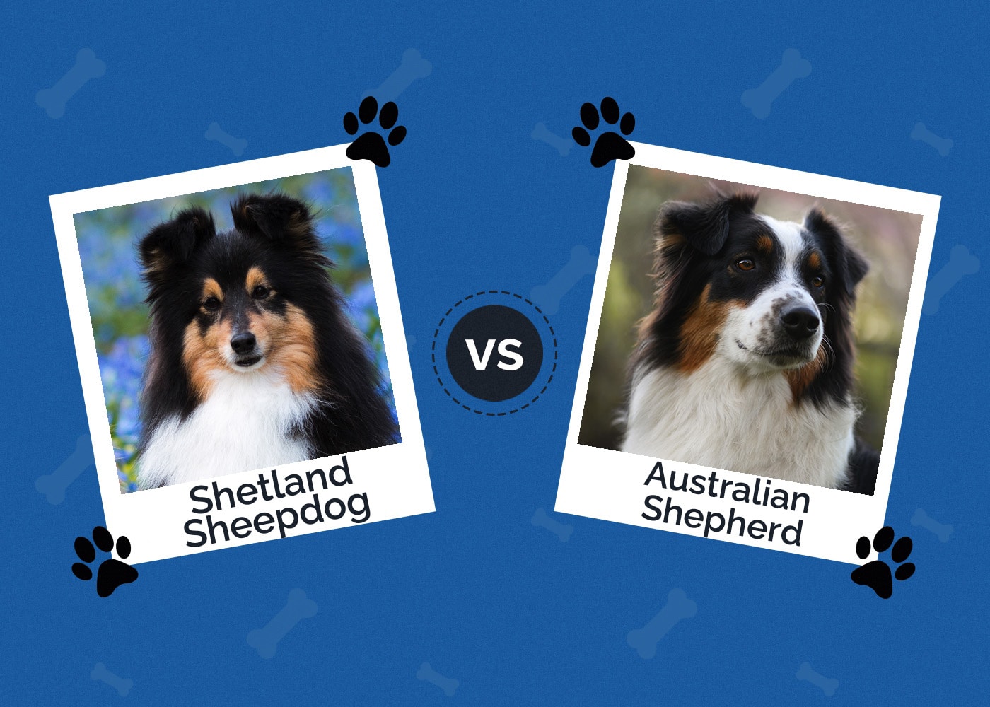 Shetland Sheepdog vs Australian Shepherd