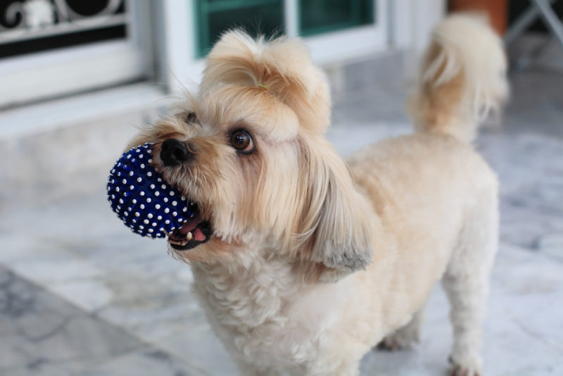 Shih Tzu puppy carrying blue ball by its mouth