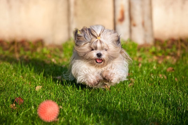 Shih tzu dog running for ball
