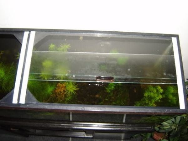 Glass aquarium hood sale