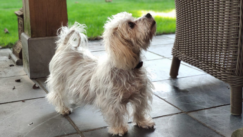 Small domestic dog suffering from the disease of Cushing begging for some food