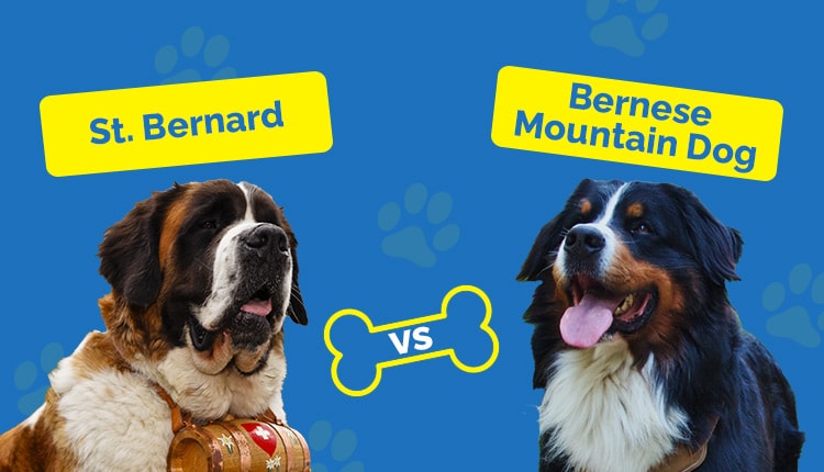 St. Bernard vs Bernese Mountain Dog - Featured Image