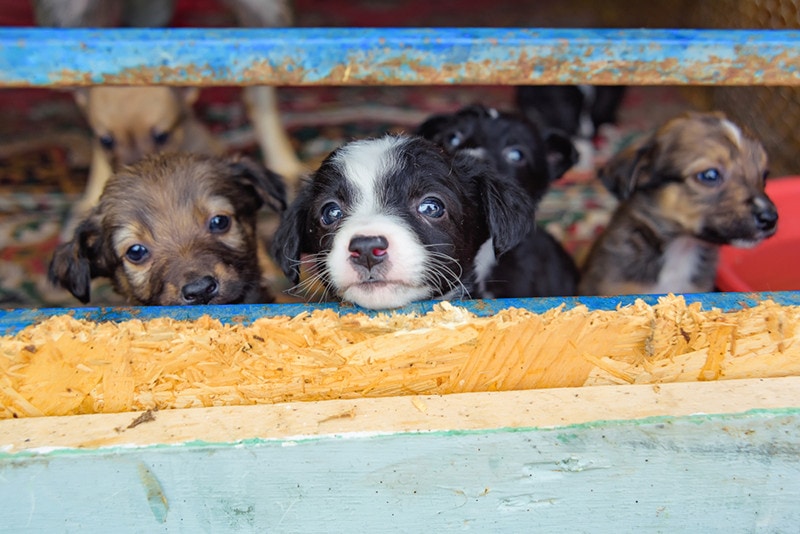 Stray puppies Puppy Mill Shelter