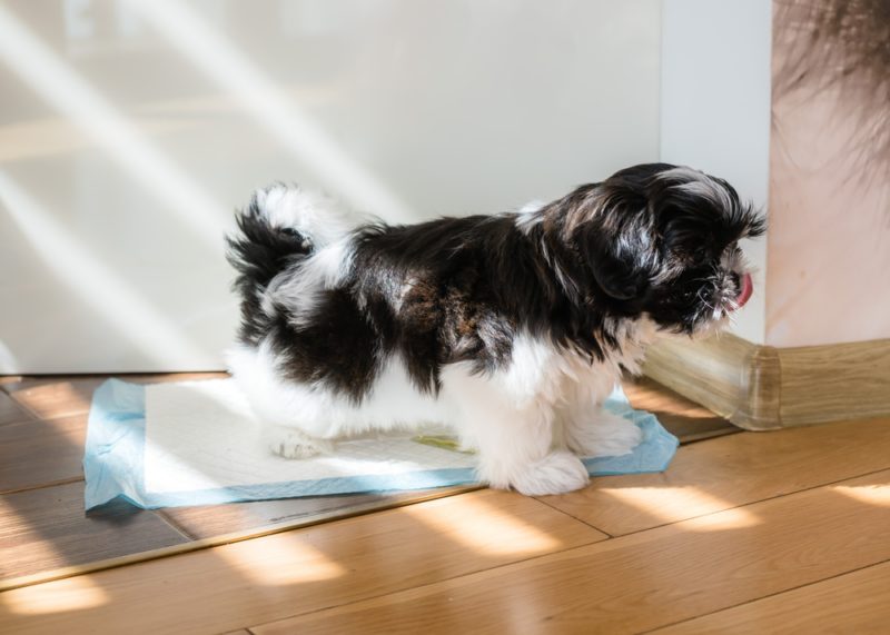 Toilet training a Shih Tzu