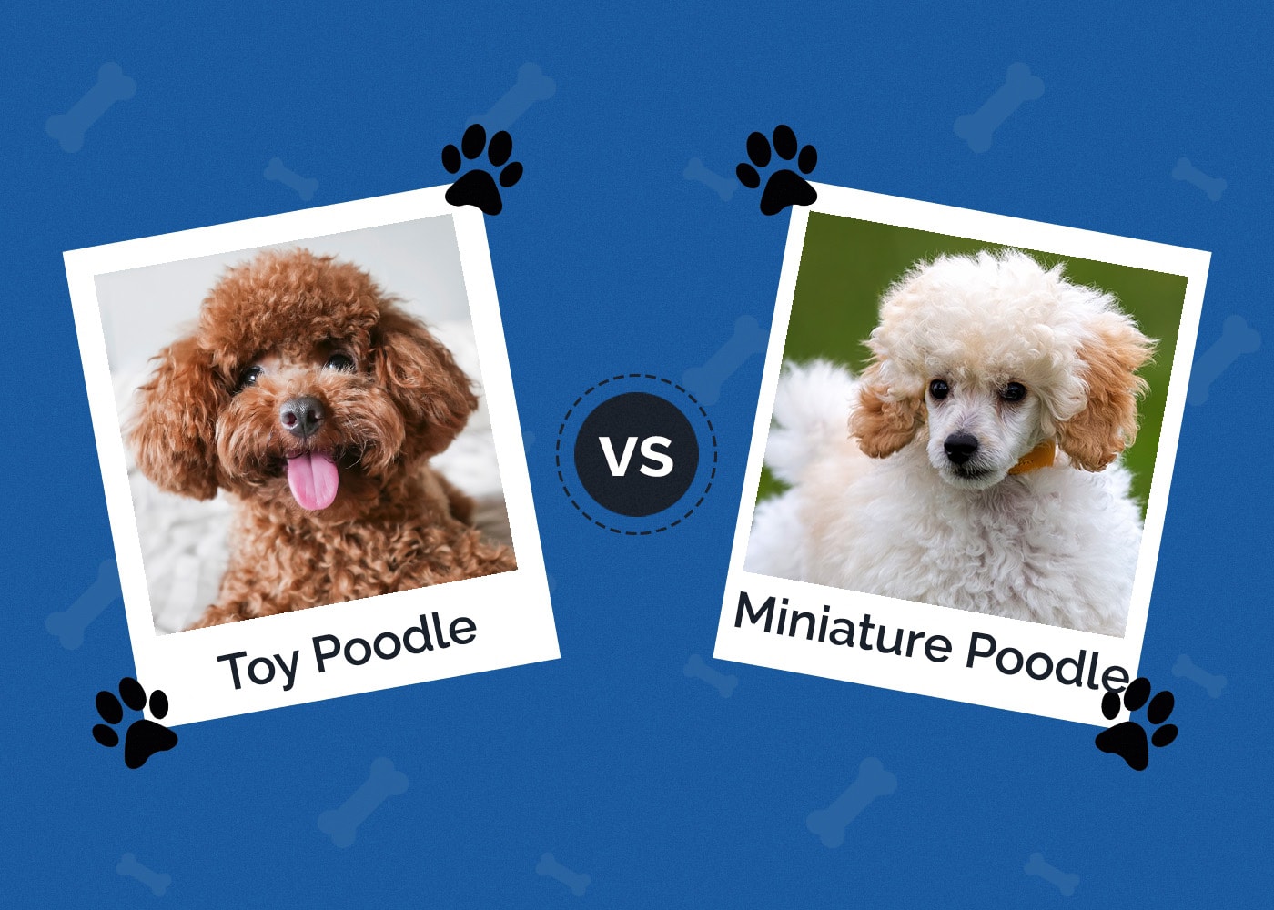 Toy Poodle vs Miniature Poodle