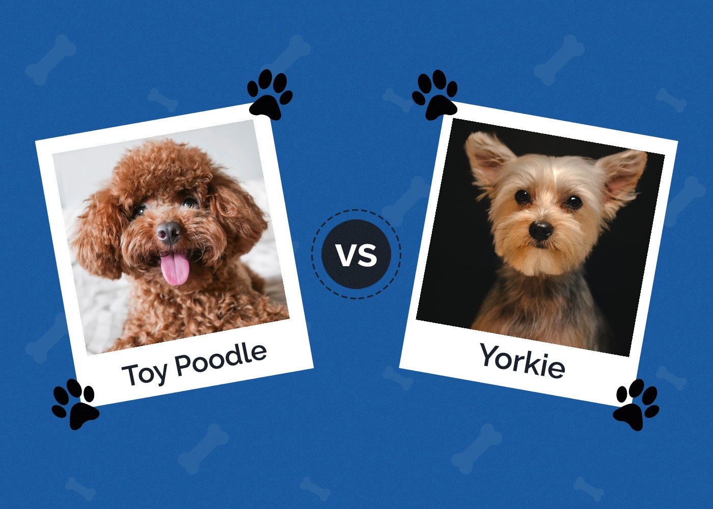 Toy Poodle vs Yorkie