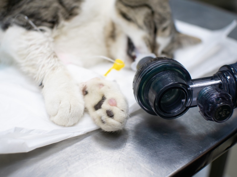 Unconscious cat hooked up to breathing apparatus