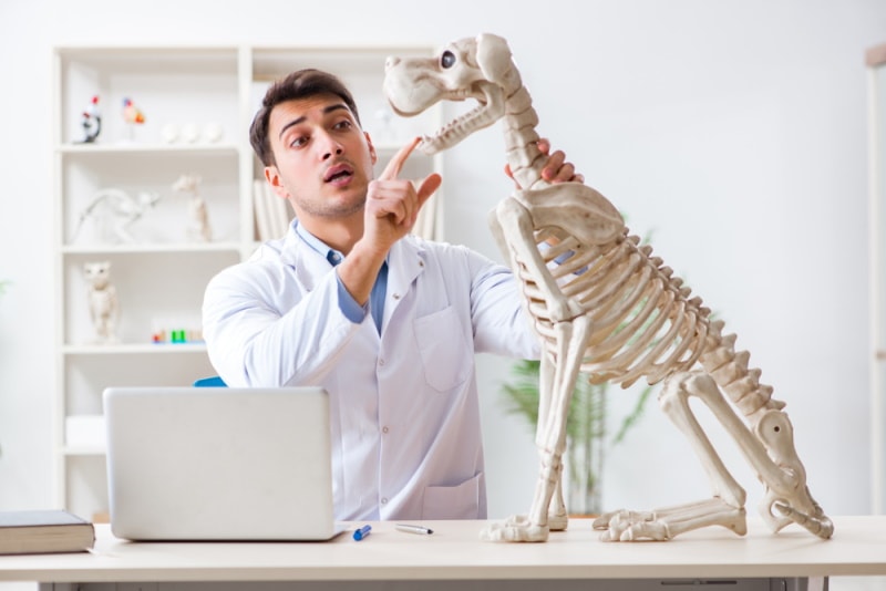 Vet teacher explaining anatomy to students