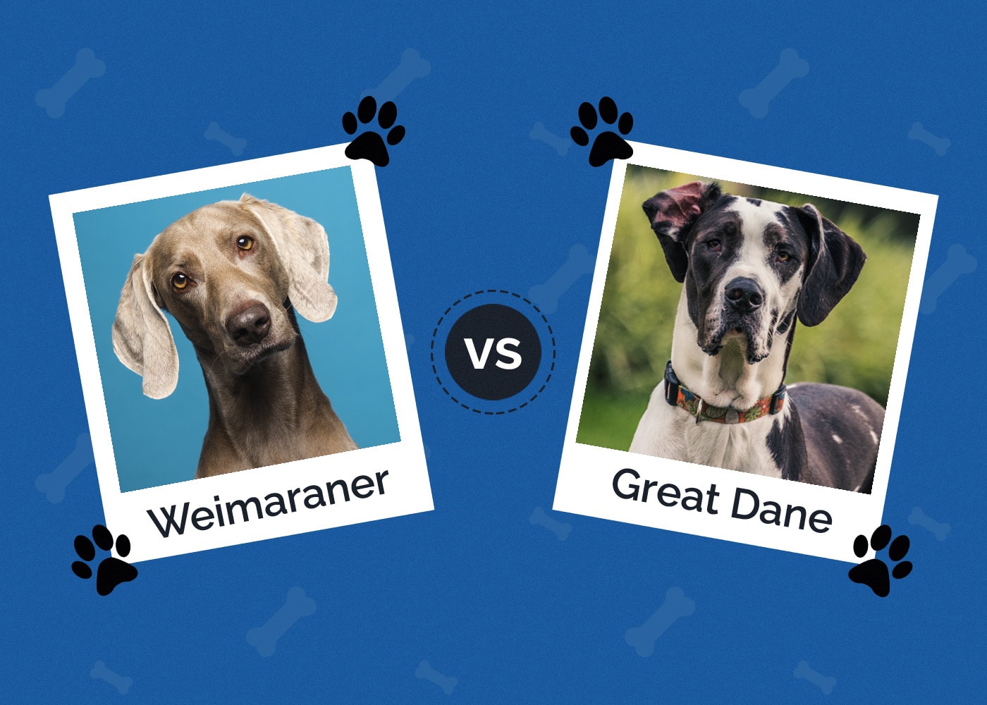Weimaraner vs Great Dane