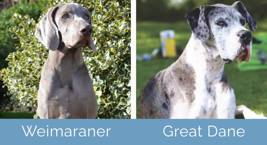 Mammoth Ewell Ældre borgere Weimaraner vs. Great Dane: How Do They Compare? (With Pictures) | Hepper