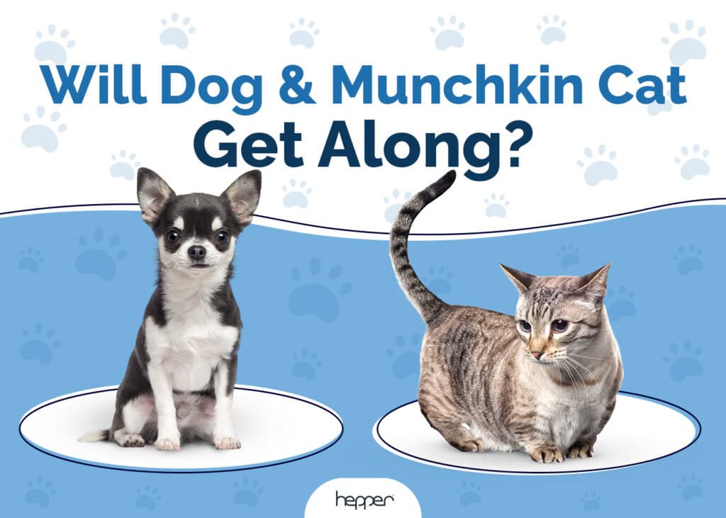 Will Dog & Munchkin Cat Get Along