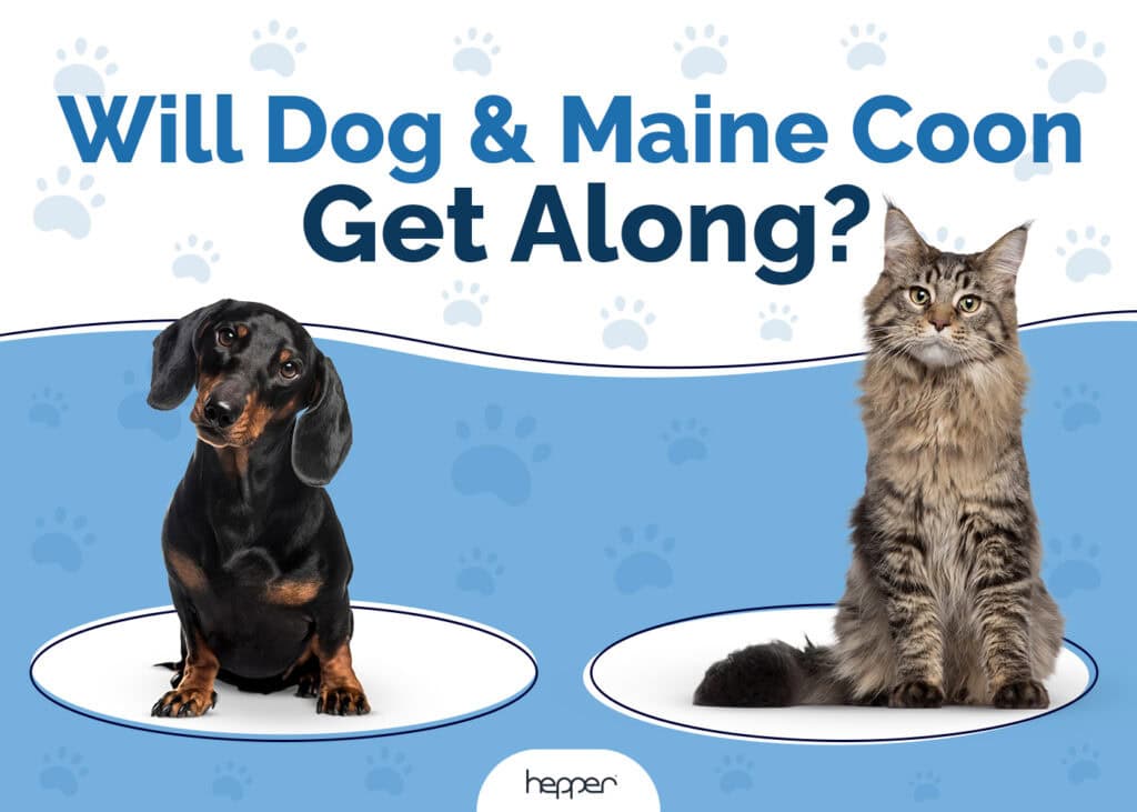 Will Dog and Maine Coon Get Along