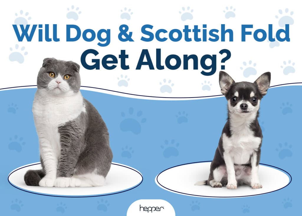 Will Dog and Scottish Fold Get Along