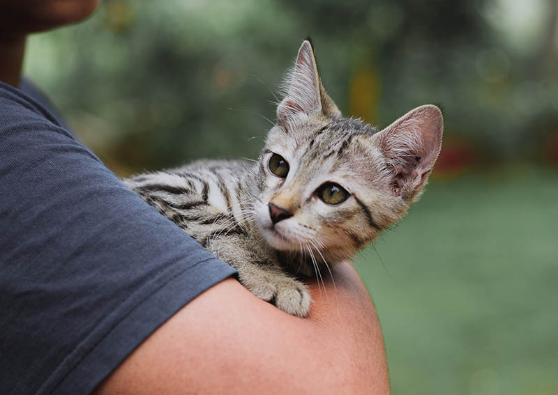 Woman Carrying Tabby Cat Woman Carrying Tabby Cat