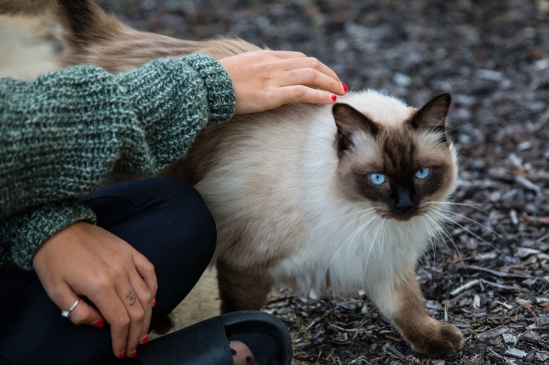 Woman and cat resting in hiking trail