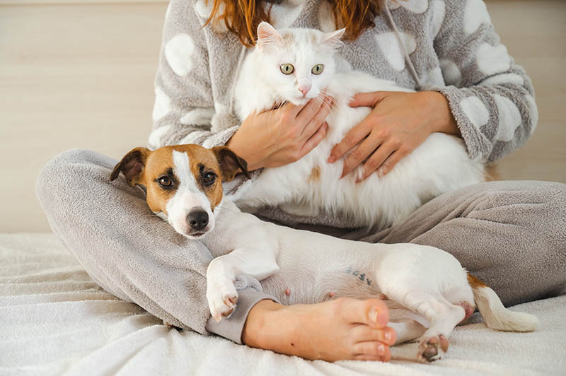 Woman holding a white fluffy cat and Jack Russell Terrier dog while sitting on the bed