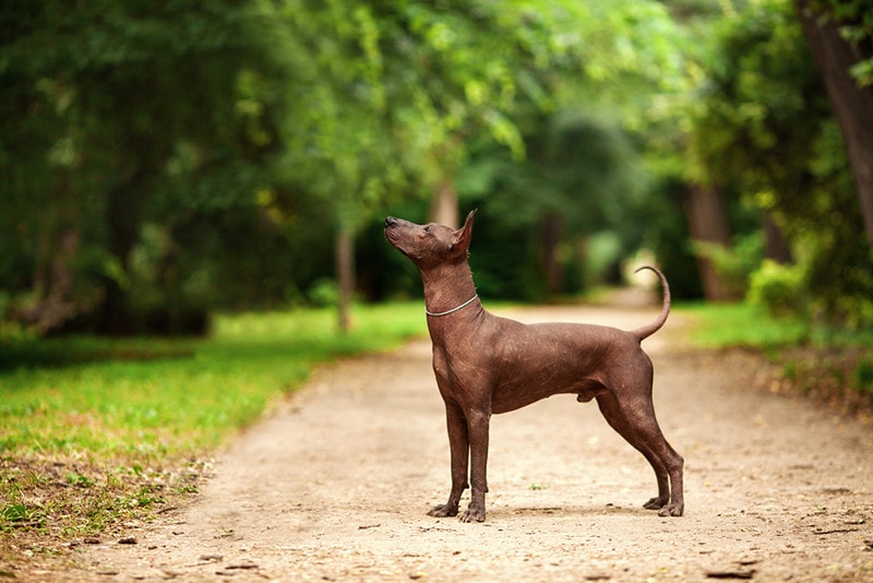 Xoloitzcuintli breed mexican hairless dog