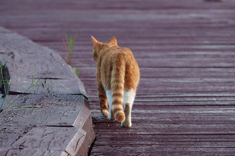 Why Is Your Cat Leaving Blood Drops on the Floor 7 VetReviewed