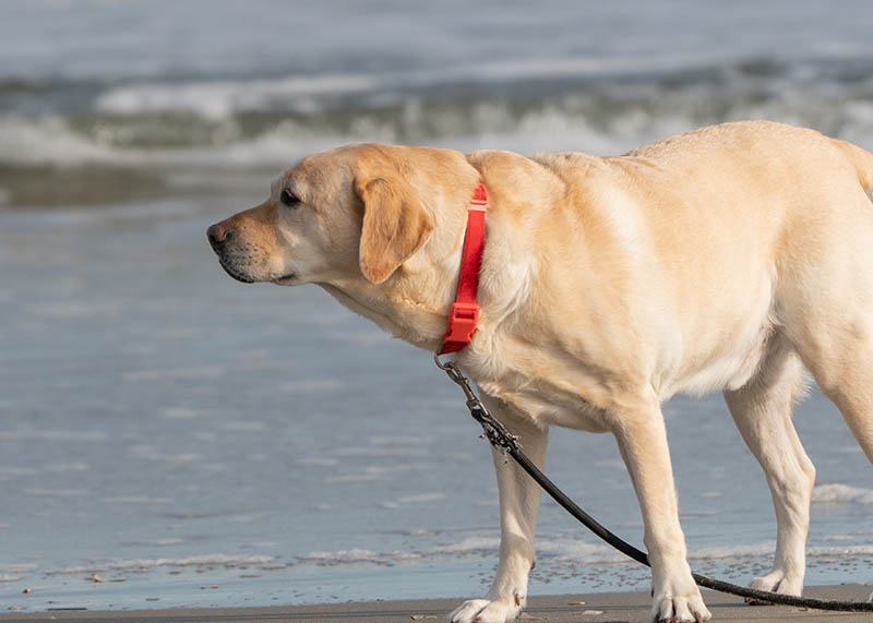 Yellow labrador retriever standing on beach in Avalon New Jersey