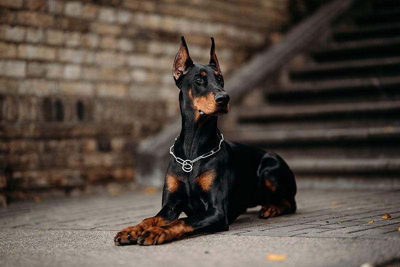 Young doberman female posing