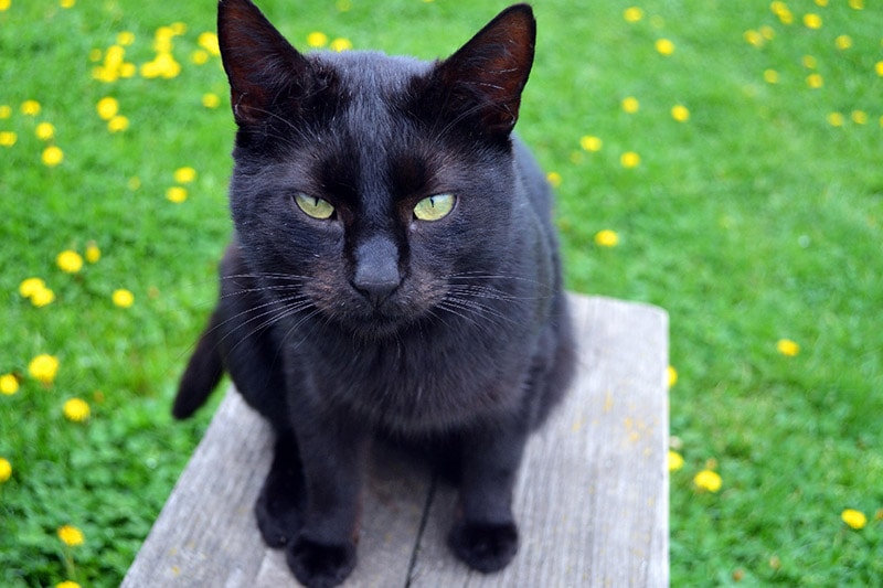 a black cat sitting on a wooden bench outdoor