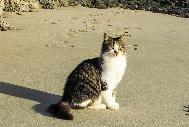 a cat sitting on the shore