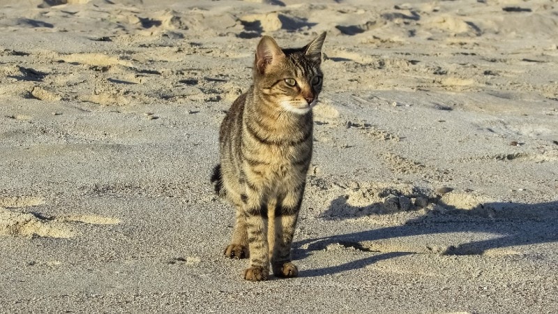 một con mèo đứng trên bờ biển