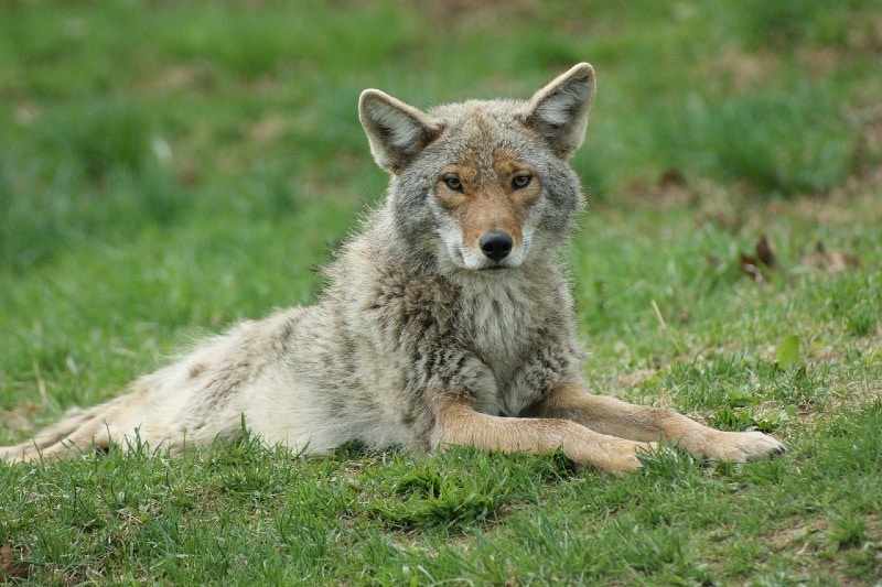 a coyote lying on grass