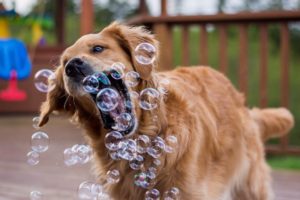 a dog playing with bubbles