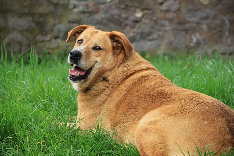 một con chó béo nằm trên cỏ