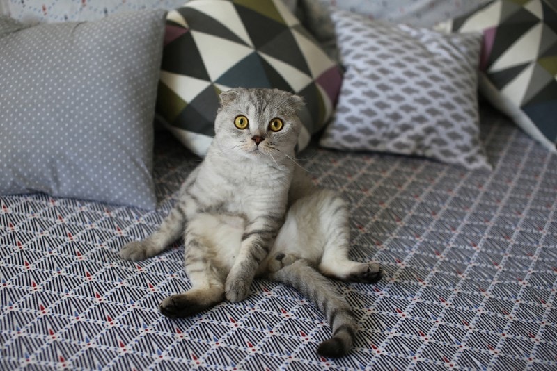 a scottish fold cat's unusual sitting position