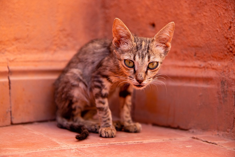một con mèo gầy