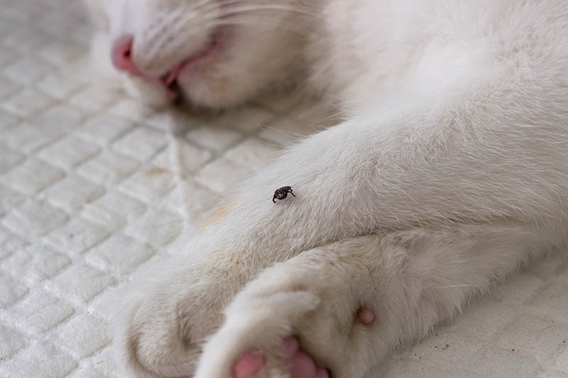 Gato blanco con una garrapata en su pata.