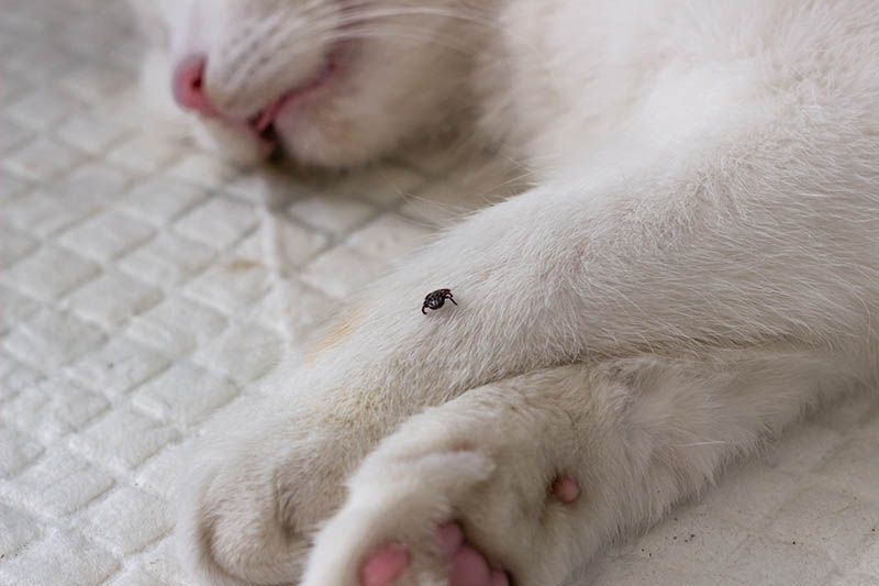 Zecke krabbelt auf dem Bein der Katze