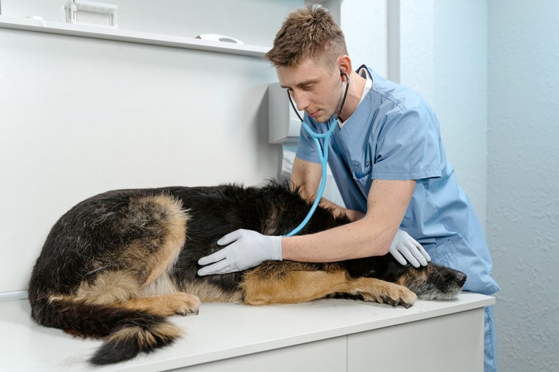 a veterinarian checking a sick dog using a stethoscope
