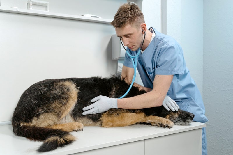 bác sĩ thú y kiểm tra một con chó bị bệnh bằng ống nghe