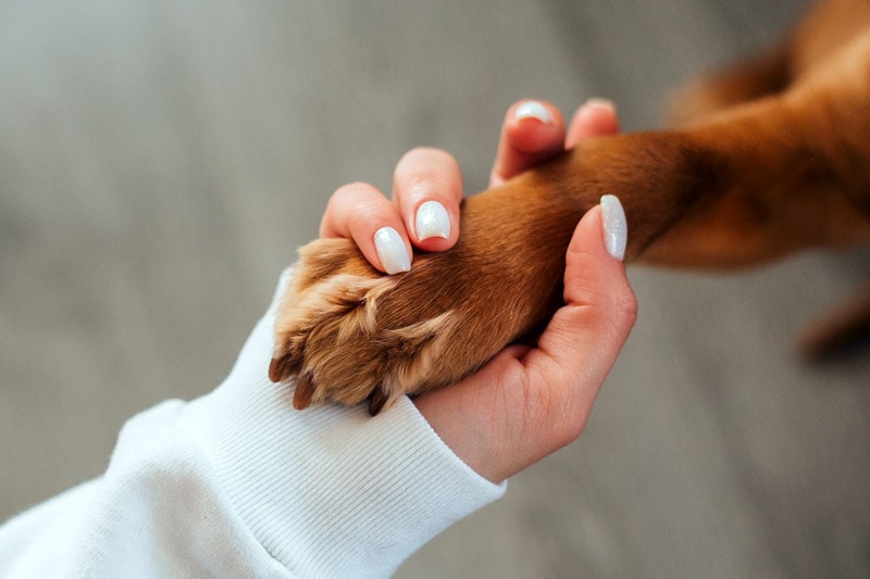 a woman holding the paw of brown dog
