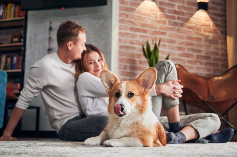 can a corgi live in an apartment