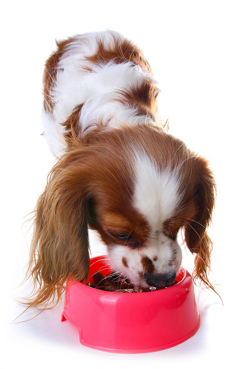 adult cavalier king charles spaniel eating