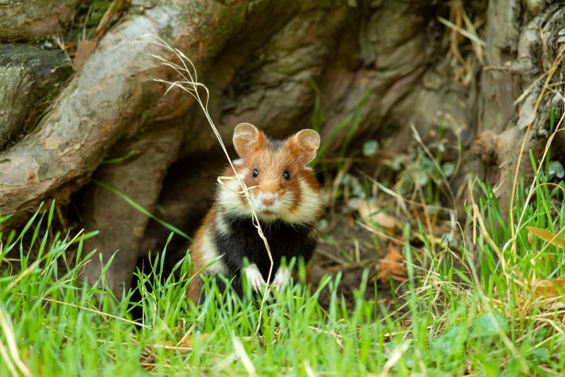 adult european hamster in front of a tree
