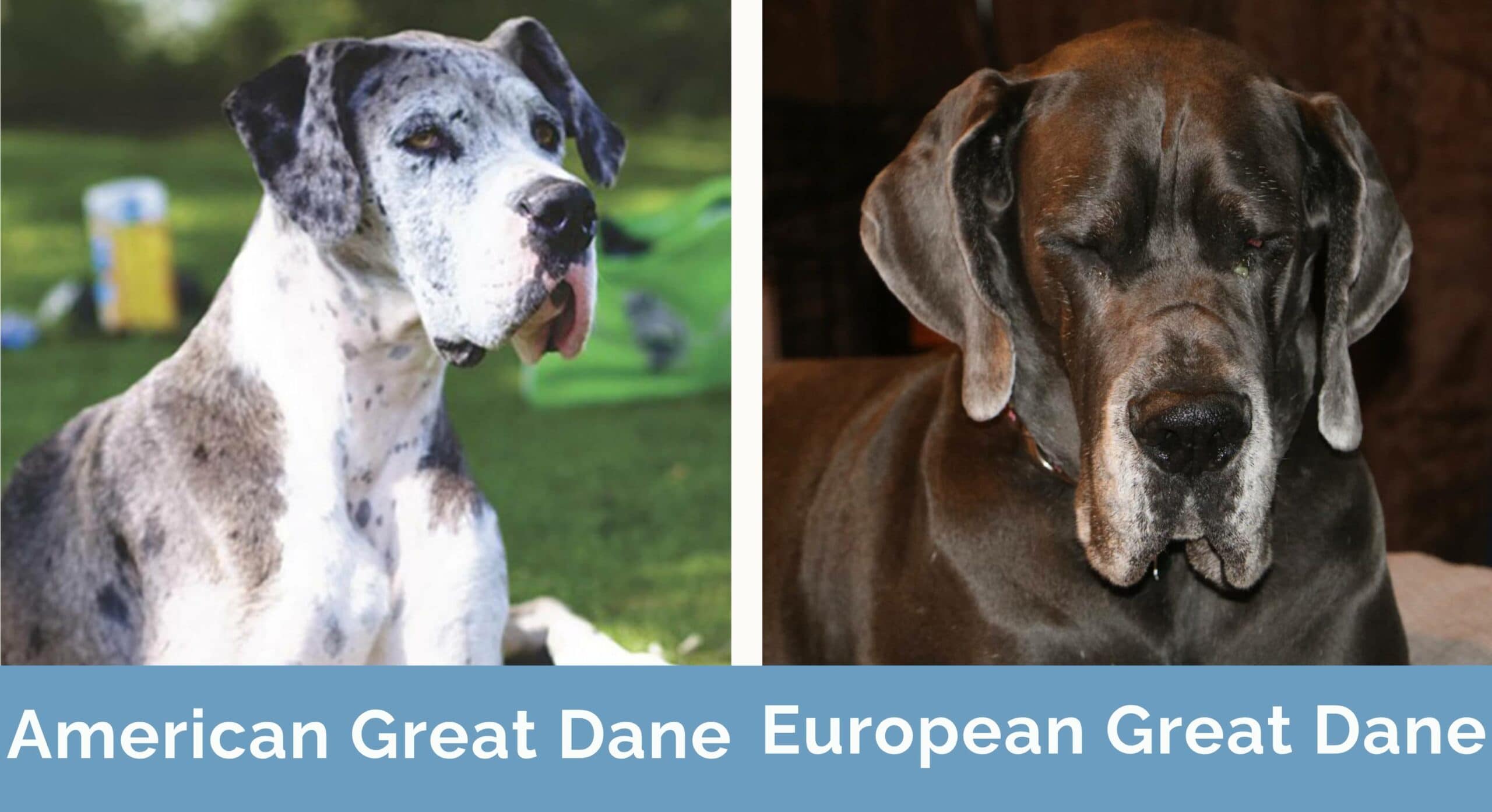 American vs European Great Dane How Do They Compare With