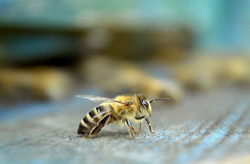 câu chuyện về con ong