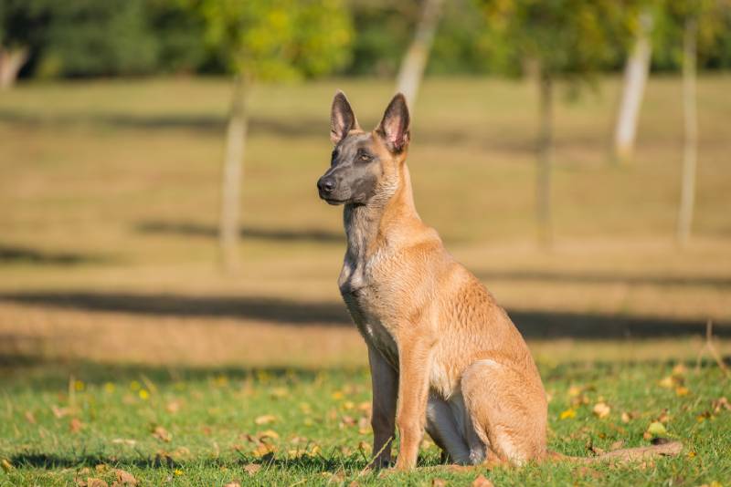 belgian malinois dog in the park fields