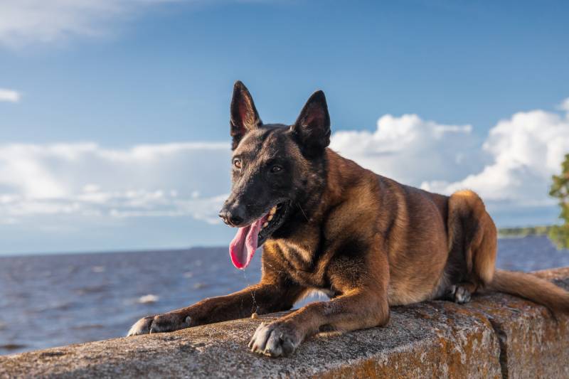 belgian malinois dog lying on the concrete outdoors