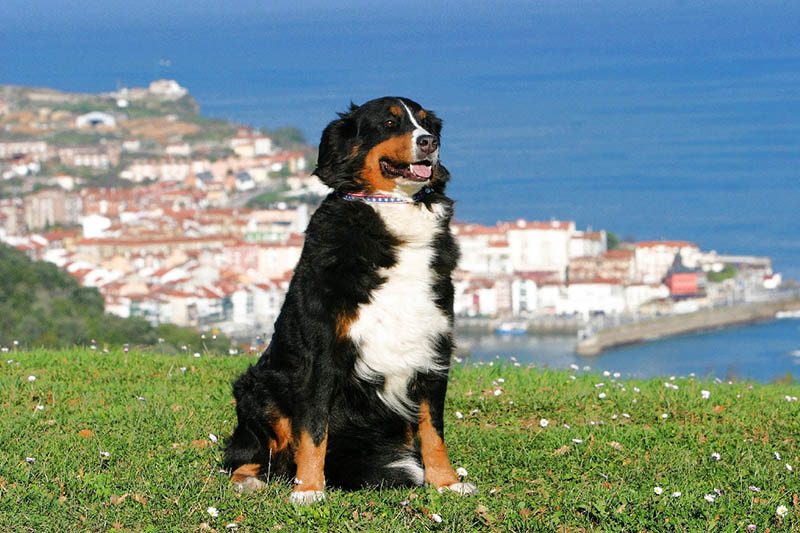 bernese mountain dog sitting near the edge of the hill