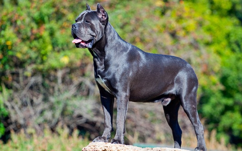 black Italian cane corso outdoors