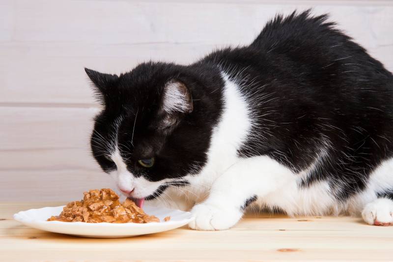 black and white cat eats liquid food from a plate